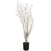 Дерен коуза Китайский купить