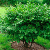 Бересклет крылатый Компактус купить