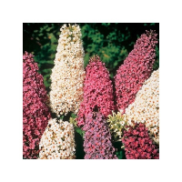 Буддлея Давида Триколор купить