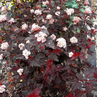 Фізокарпус калінолистний 