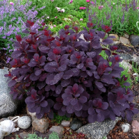 Скумпія шкіряна Royal Purple купить