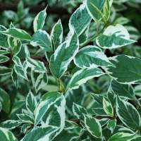 Дерен белый Сибирика купить