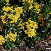 Магонія падуболістна купить