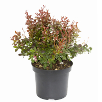 Барбарис Тунберга Атропурпуреа Нана купить