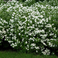 Спирея японская Альбифлора купить