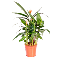 Стрелиция королевская оранжевая купить