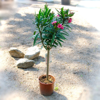 Олеандр купить