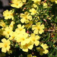 Галимиум (Halimium libanotis) купить