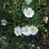 Галимиум (Halimium umbellatum) купить