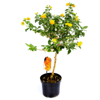 Лантана камара купить