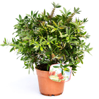 Каллистемон лимонный купить