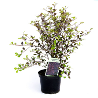 Лофомиртус 