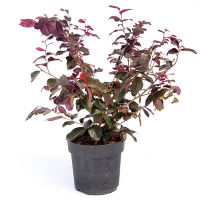 Лоропеталум красный купить