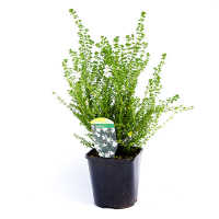 Простантера клиновидная купить