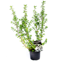 Простантера 