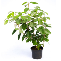 Лох Эббинга купить