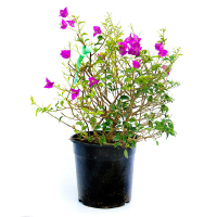 Бугенвіллія гладка сандеріана купить