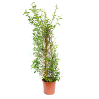 Бугенвиллия гладкая сандериана купить