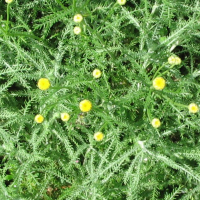 Сантолина купить