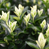 Бересклет японський Francien купить