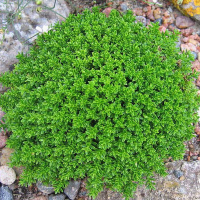 Хебе Emerald Green купить