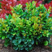 Барбарис Тунберга микс купить