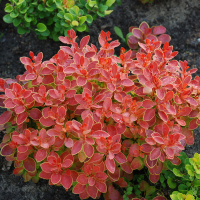 Барбарис Тунберга Аdmiration купить