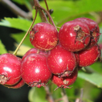 Боярышник Китайский купить