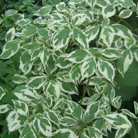 Дерен білий Елегантіссіма купить