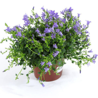 Кампанула купить