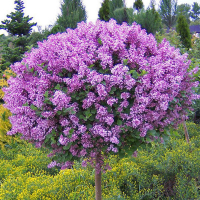 Сирень Мейера Палибин купить