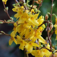 Форзиция средняя Линвуд купить