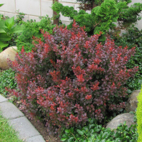 Барбарис Тунберга Атропурпуреа купить