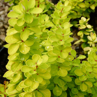 Барбарис тунберга Голден Торч купить