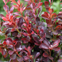 Барбарис Тунберга Рэд Чиф купить