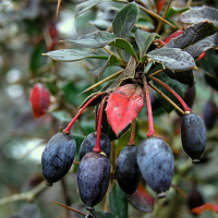 Барбарис бородавчастий купить