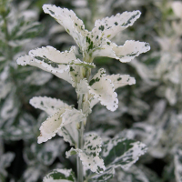 Бересклет Форчуна Арлекін купить