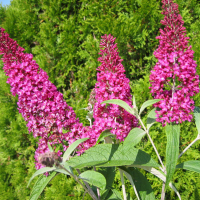 Буддлея Давида купить