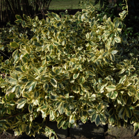 Бересклет японский Elegantissimus Aureus купить