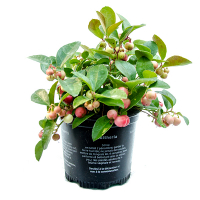 Гаультерія купить