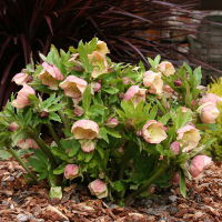 Морозник восточный купить