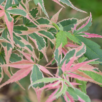 Клен Тейлор купить