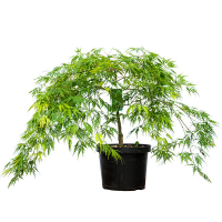 Клен дланевидный Диссектум купить