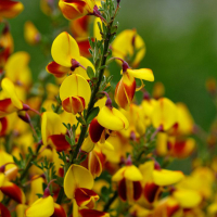 Рокитник mix купить