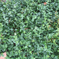 Бересклет Форчуна Coloratus купить