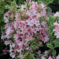 Вейгела квітуча Нана Варієгата купить