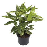 Аукуба японская 