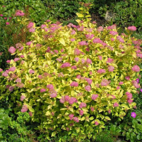 Спирея японская Литтл Принцесс купить