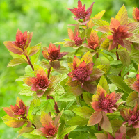 Спирея японская Спарклинг Шампэйн купить