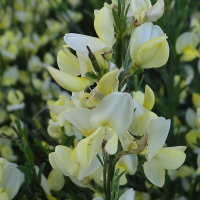 Рокитник мікс купить